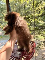 Fozzy, a male Pomapoo for sale in Glasgow, KY – 5 of 5