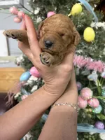 Daisy Duke , a female Miniature Goldendoodle for sale in Glasgow, KY – Photo 1 of 4