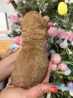 Daisy Duke , a female Miniature Goldendoodle for sale in Glasgow, KY – Photo 3 of 4