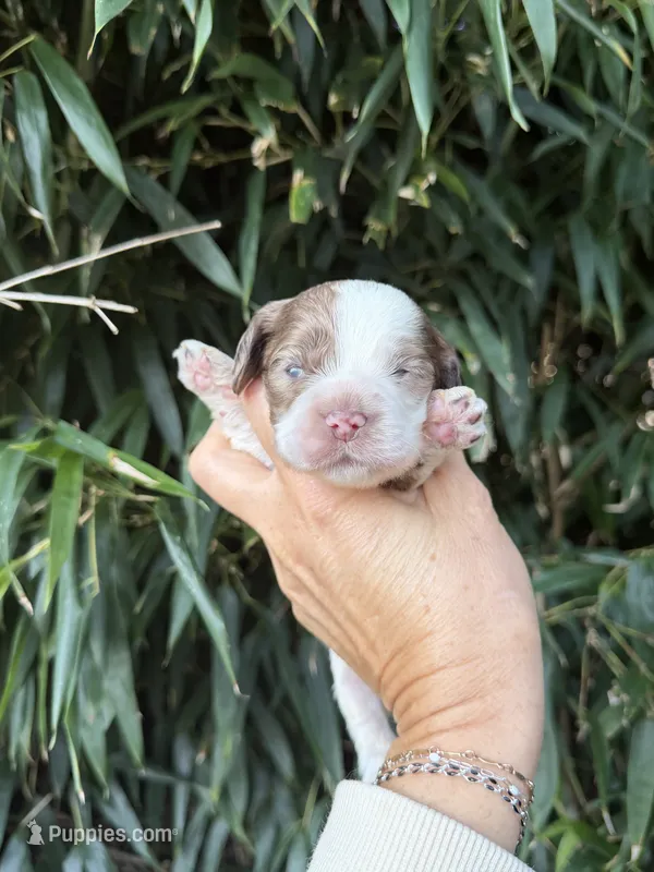 Pete – Cocker Spaniel puppy for sale in Glasgow, KY