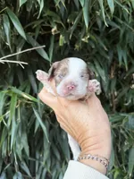 Pete, a male Cocker Spaniel for sale in Glasgow, KY – 1 of 4