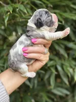 Zena , a female Cocker Spaniel for sale in Glasgow, KY – 4 of 4