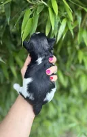 Tuck , a male Miniature Schnauzer for sale in Glasgow, KY – 2 of 2