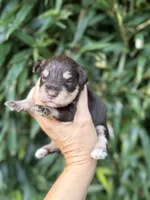 Matt , a male Miniature Schnauzer for sale in Glasgow, KY – 1 of 4
