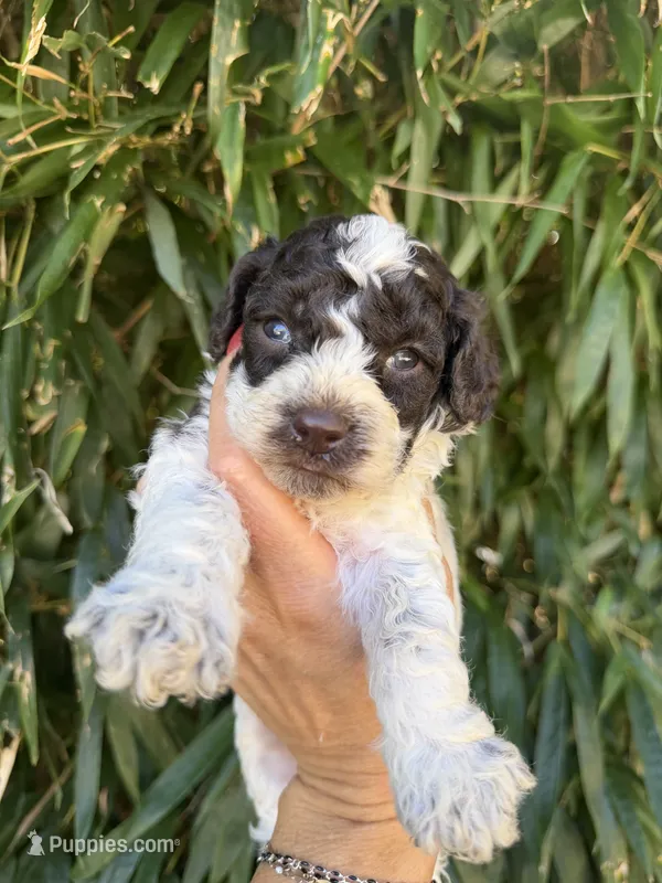 Buford – Cockapoo puppy for sale in Glasgow, KY
