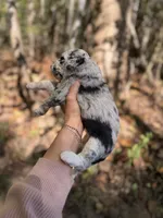Freya , a female Aussiedoodle for sale in Glasgow, KY – 3 of 4