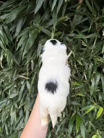 Jed, a male Shih Tzu for sale in Glasgow, KY – 2 of 2