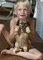 Vicky , a female Cockapoo for sale in Glasgow, KY – 1 of 2