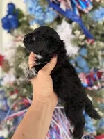 Bonnie , a female Cockapoo for sale in Glasgow, KY – 4 of 4