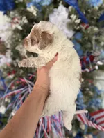 Bandit , a male Cockapoo for sale in Glasgow, KY – 4 of 4
