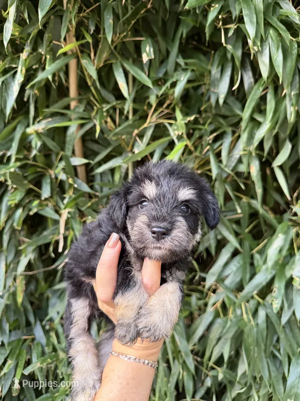 Lou  – Miniature Schnauzer puppy for sale in Glasgow, KY