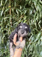Lou , a male Miniature Schnauzer for sale in Glasgow, KY – 1 of 2
