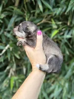 Mike , a male Miniature Schnauzer for sale in Glasgow, KY – 4 of 4