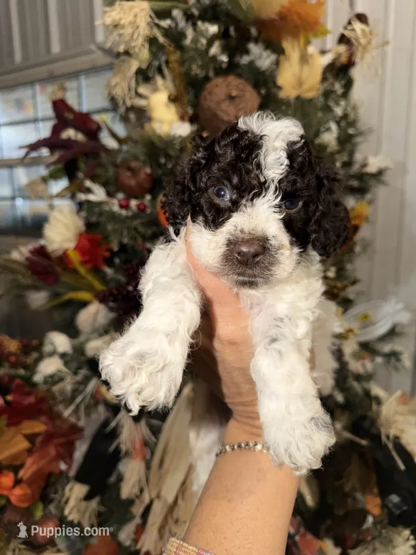 Buford – Cockapoo puppy for sale in Glasgow, KY