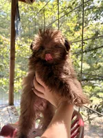 Fozzy, a male Pomapoo for sale in Glasgow, KY – 2 of 5