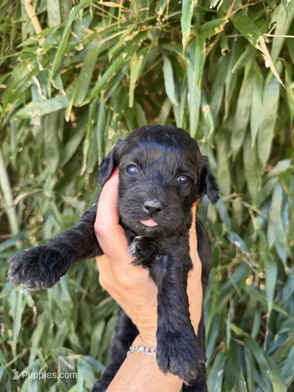 Beth – Cockapoo puppy for sale in Glasgow, KY
