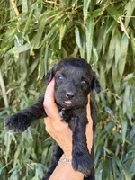 Beth, a female Cockapoo for sale in Glasgow, KY – 1 of 5