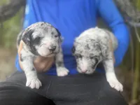 Fred, a male Aussiedoodle for sale in Glasgow, KY – Photo 5 of 7