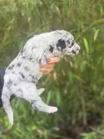 Fred, a male Aussiedoodle for sale in Glasgow, KY – Photo 4 of 7