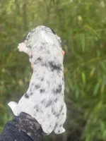 Fred, a male Aussiedoodle for sale in Glasgow, KY – Photo 2 of 7