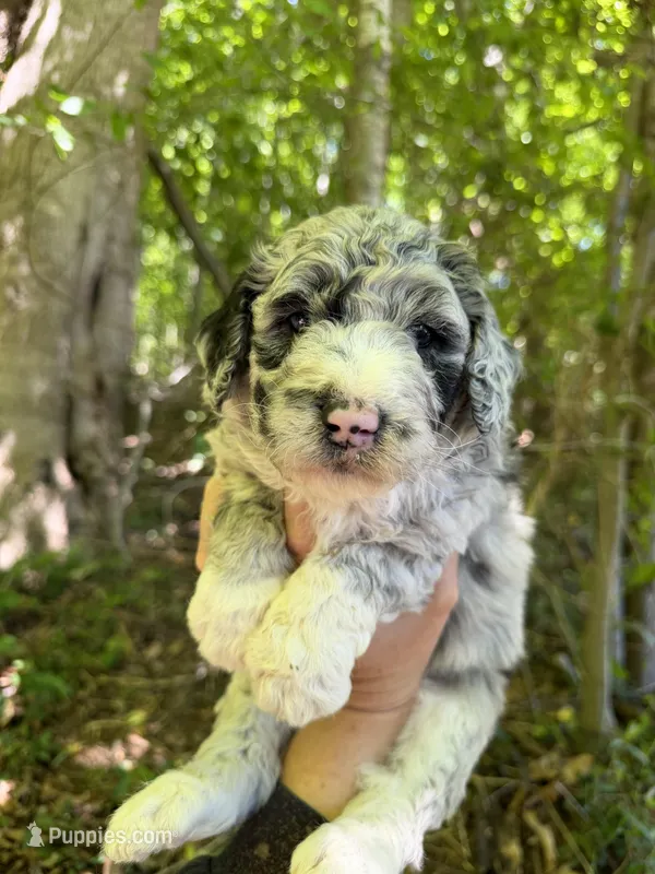 Fred – Aussiedoodle puppy for sale in Glasgow, KY
