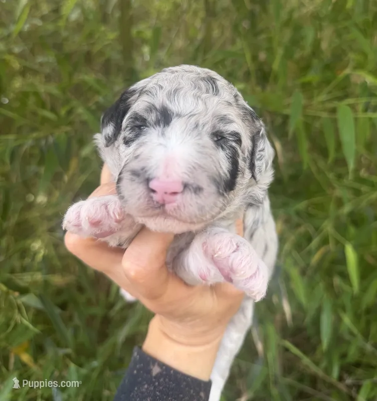 Fred – Aussiedoodle puppy for sale in Glasgow, KY