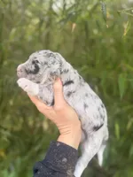 Fred, a male Aussiedoodle for sale in Glasgow, KY – Photo 3 of 7
