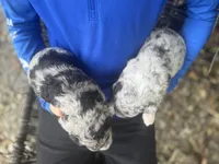 Fred, a male Aussiedoodle for sale in Glasgow, KY – Photo 6 of 7