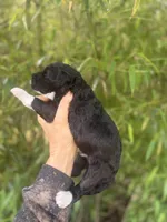 Fraser , a male Aussiedoodle for sale in Glasgow, KY – Photo 3 of 6