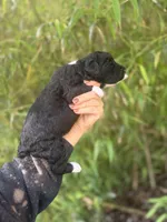 Fraser , a male Aussiedoodle for sale in Glasgow, KY – Photo 5 of 6