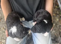 Fraser , a male Aussiedoodle for sale in Glasgow, KY – Photo 4 of 6