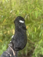 Fraser , a male Aussiedoodle for sale in Glasgow, KY – Photo 2 of 6