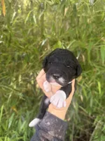 Fraser , a male Aussiedoodle for sale in Glasgow, KY – Photo 1 of 6