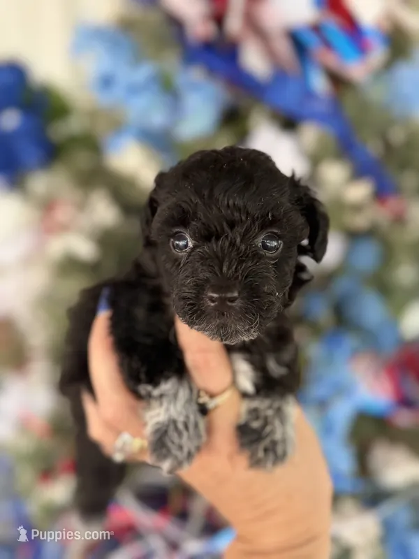 Bonnie  – Cockapoo puppy for sale in Glasgow, KY