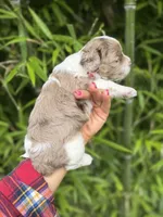 Bingo , a male Cockapoo for sale in Glasgow, KY – 4 of 4