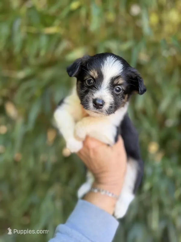 Alex – Miniature American Shepherd puppy for sale in Glasgow, KY