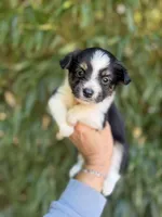 Alex, a male Miniature American Shepherd for sale in Glasgow, KY – 1 of 2