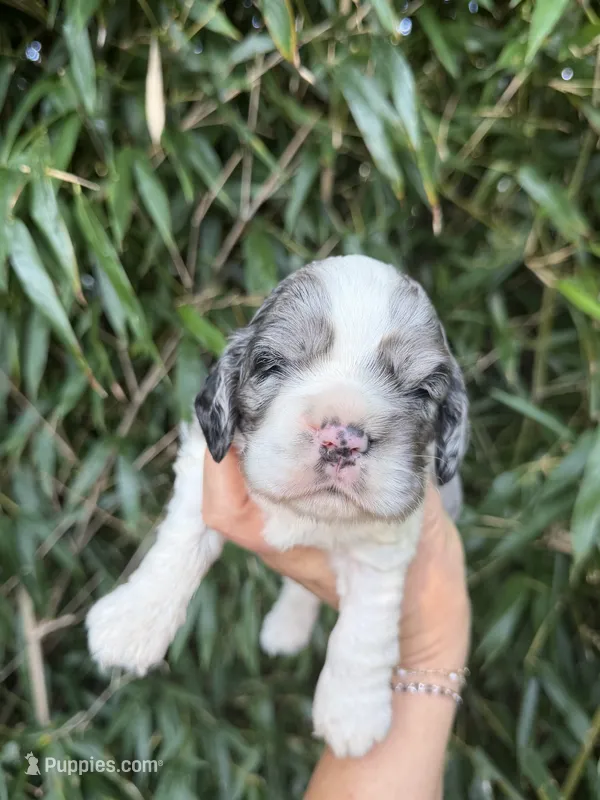 Zena  – Cocker Spaniel puppy for sale in Glasgow, KY