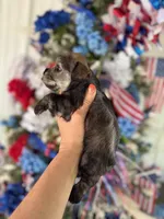 Maddie’s Daffy  , a female Miniature Schnauzer for sale in Glasgow, KY – 4 of 4