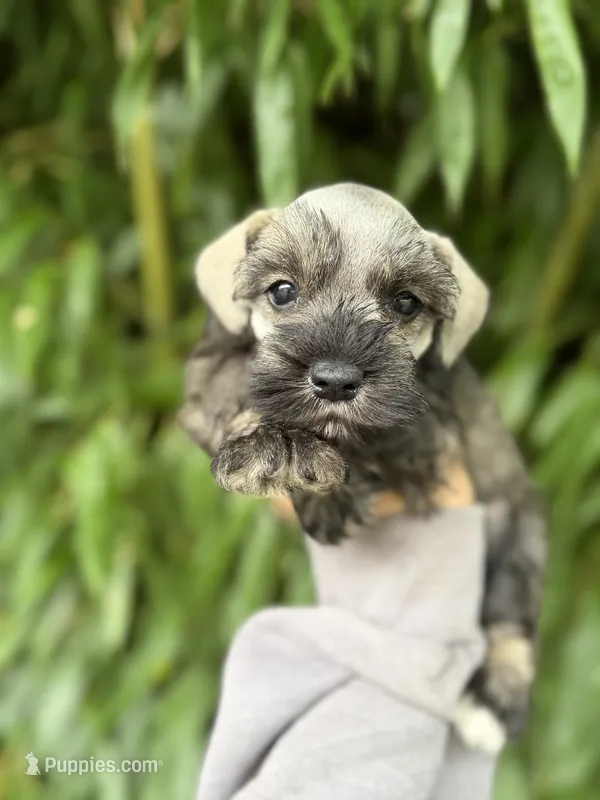 Pepper  – Miniature Schnauzer puppy for sale in Glasgow, KY