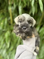 Pepper , a female Miniature Schnauzer for sale in Glasgow, KY – 1 of 1