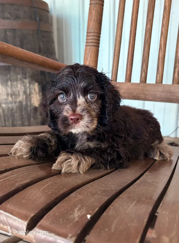 Ernest  – Cocker Spaniel puppy for sale in Glasgow, KY