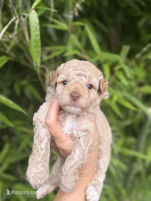 Tinker  – Cockapoo puppy for sale in Glasgow, KY
