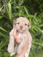 Tinker , a female Cockapoo for sale in Glasgow, KY – 1 of 4