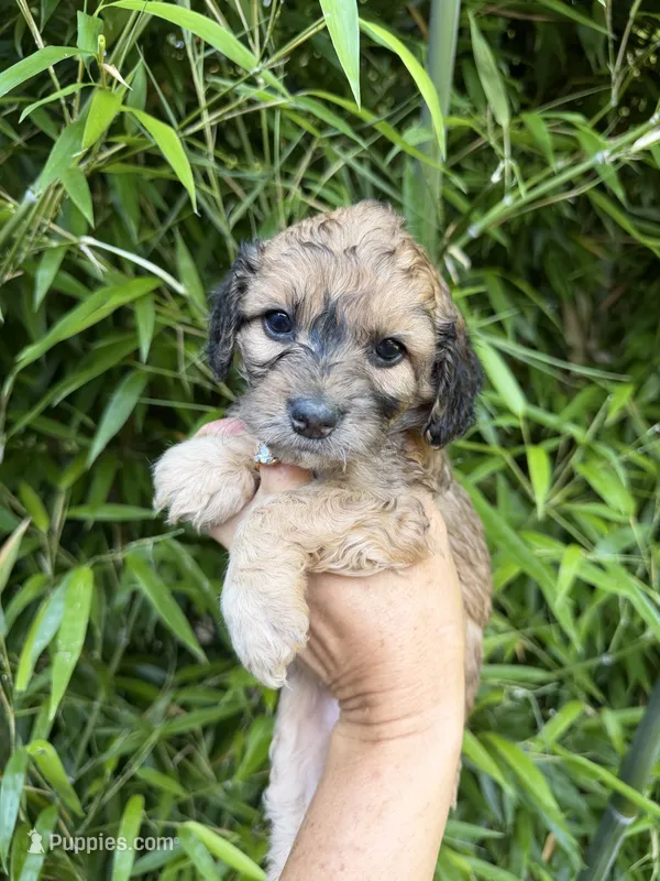 Velma  – Cockapoo puppy for sale in Glasgow, KY