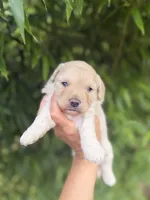 Grace , a female Cavapoo for sale in Glasgow, KY – 1 of 2