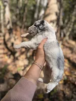 Fann, a female Aussiedoodle for sale in Glasgow, KY – 3 of 4