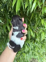 Tina , a female Miniature Schnauzer for sale in Glasgow, KY – 2 of 2