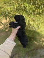Coal , a male Cockapoo for sale in Glasgow, KY – Photo 3 of 3