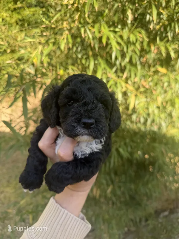 Coal  – Cockapoo puppy for sale in Glasgow, KY